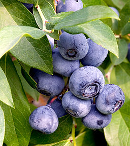 Photo of blueberries on a tree