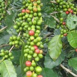 Photo of raw coffee beans on a tree