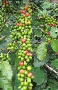 Photo of raw coffee beans on a tree