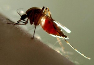 Photo of a mosquito on an arm