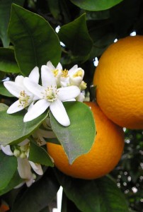 Photo of orange blossom