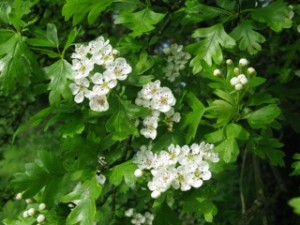 Photo of hawthorn flowers