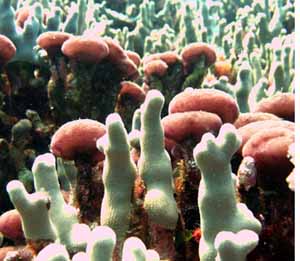 Photo of Leptolyngbya crossbyana seaweed