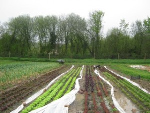 Photo of a wet May field at Trill Farm, Devon