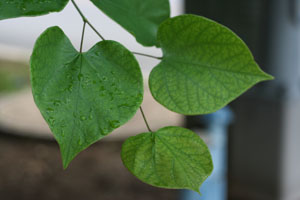 Photo of heart-shaped leaves