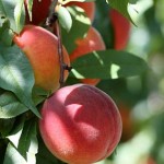 Photo of peaches growing on a tree