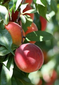 Photo of peaches growing on a tree