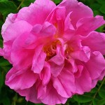 Photo of a single Rosa Damascena