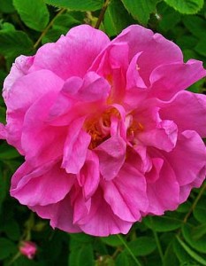 Photo of a single Rosa Damascena