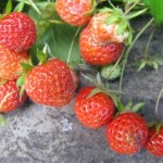 Photo of strawberries