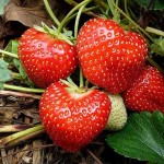 Photo of a strawberry plant