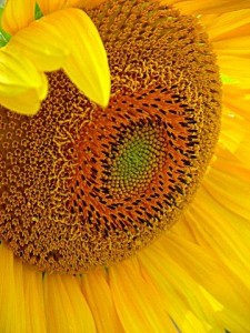 Close up photo of a sunflower