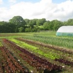 Photo of Trill Farm, Devon in June