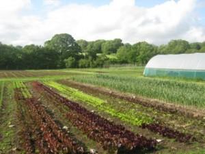 Photo of Trill Farm, Devon in June