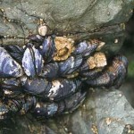 Photo of California mussels on a rock