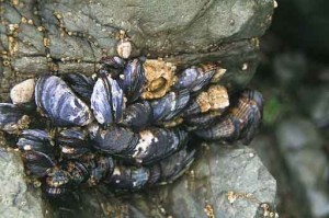 Photo of California mussels on a rock