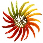 Photo of a sunburst made from a variety of coloured chillies