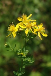 Photo of the St John's wort plant