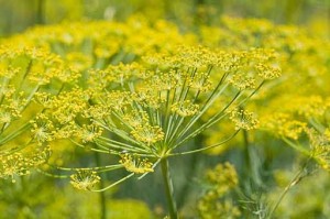 Photo of fennel flower heads