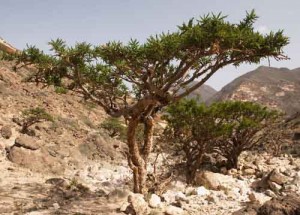 Photo of Boswellia carterii trees