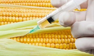 Photo of 'GM corn'
