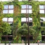 Photo of a living 'green wall' in a city