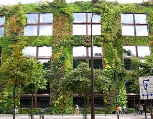 Photo of a living 'green wall' in a city