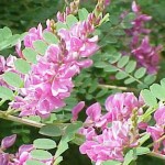 Photo of indigo tinctoria plant