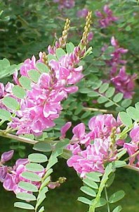 Photo of indigo tinctoria plant