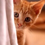 Photo of a kitten hiding behind a curtain