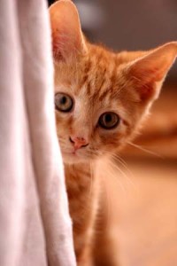 Photo of a kitten hiding behind a curtain