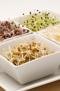 Photo of sprouted seeds in white bowls