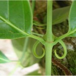 Photo of the Uncaria tomentosa plant