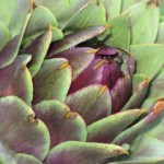 Close up photo of a globe artichoke