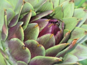 Close up photo of a globe artichoke