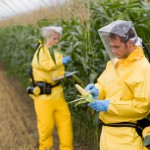 Photo of researchers with genetically modified corn