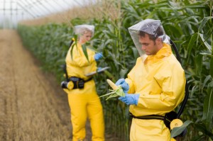 Photo of researchers with genetically modified corn