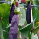 Photo of purple pod peas