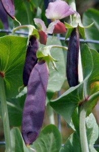 Photo of purple pod peas