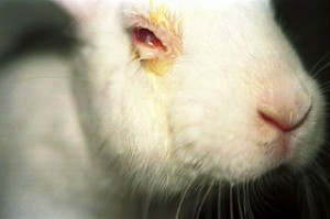 Photo of a rabbit undergoing a Draize test