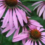 Photo of an echinacea plant
