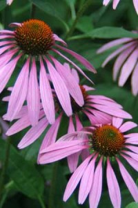 Photo of an echinacea plant