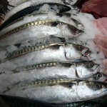 Photo of fresh UK mackerel