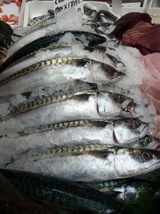 Photo of fresh UK mackerel