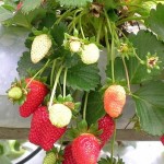 Photo of strawberries growing against a wall