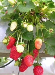 Photo of strawberries growing against a wall