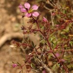 Photo of the Virgni's mantle plant