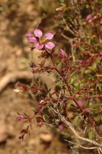 Photo of the Virgni's mantle plant