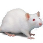 Photo of a white lab rat