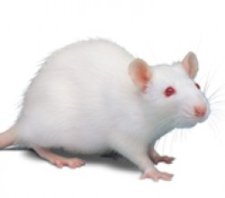 Photo of a white lab rat